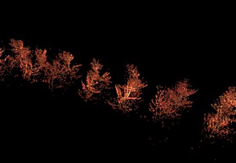 3-D stereo machine vision system peach blossom mapping reconstruction 3-D stereo machine vision system peach blossom mapping reconstruction