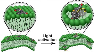 Motorized molecules that target diseased cells may deliver drugs or kill the cells by drilling into the cell membranes The illustration shows a motorized molecule sitting atop a cell membrane left and molecules activated by ultraviolet light drilling into Motorized molecules that target diseased cells may deliver drugs or kill the cells by drilling into the cell membranes The illustration shows a motorized molecule sitting atop a cell membrane left and molecules activated by ultraviolet light drilling into
