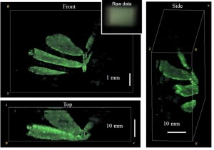 The researchers used the DiffuserCam to reconstruct the 3D structure of leaves from a small plant They plan to use the new camera to watch neurons fire in living mice without using a microscope Credit Laura Waller, University of California, Berkeley The researchers used the DiffuserCam to reconstruct the 3D structure of leaves from a small plant They plan to use the new camera to watch neurons fire in living mice without using a microscope Credit Laura Waller, University of California, Berkeley