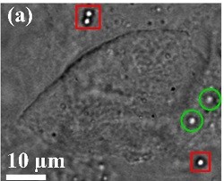 Insert DNA into Single Cell Insert DNA into Single Cell