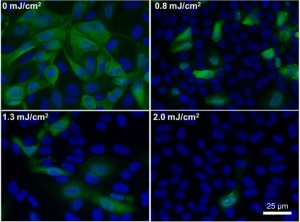 Can UV light help prevent flu Can UV light help prevent flu