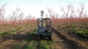 Peach blossom mapping Peach blossom mapping