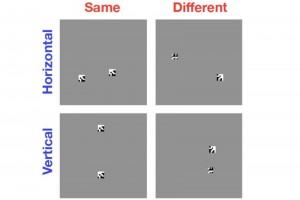 When one of these things is not like the other Computers are great at categorizing images based on objects within them, but theyre bad at figuring out if two objects within an image are the same or different New research helps to explain why tasks like th When one of these things is not like the other Computers are great at categorizing images based on objects within them, but theyre bad at figuring out if two objects within an image are the same or different New research helps to explain why tasks like th