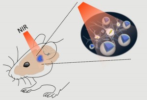 Deep-Brain Exploration With Nanomaterial Schematic of the stimulation process Deep-Brain Exploration With Nanomaterial Schematic of the stimulation process