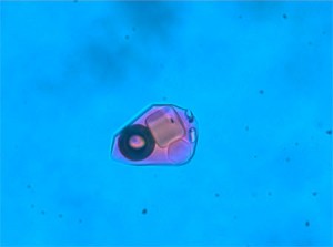 A multiphase brine inclusion image approximately 30 microns in length from the Boyongan copper-gold porphyry deposit in the Philippines A multiphase brine inclusion image approximately 30 microns in length from the Boyongan copper-gold porphyry deposit in the Philippines