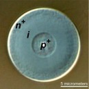 This photo shows a cross-sectional image of the new silicon-based optical fiber with solar-cell capabilities Shown are the layers -- labeled n, i, and p -- that have been deposited inside the pore of the fiber Photo courtesy ofBadding lab, Penn State Univ