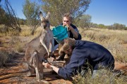 Brolga and the AGB Films cameraman inserting the camera system into the Red Kangaroos pouch