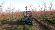 Peach blossom mapping