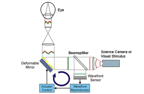 AO for vision science.  Image courtesy of Vision Science and Advanced Retinal Imaging Library, University of California, Davis