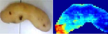 Potatoes are scanned in the near-infrared