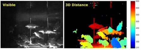 3D reconstruction of fish swimming in tank