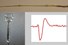Seen at the top is a sciatic nerve from a frog. On the bottom left is the glass container with caesium gas, which is used to measure the magnetic field from the nerve. On the bottom right is the measured magnetic field, which is generated by the magnetic 