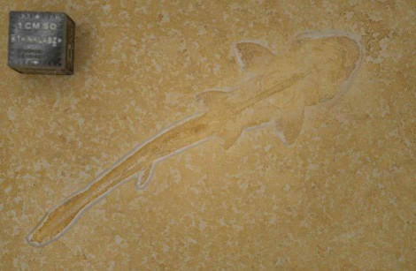 Image of fossilized shark