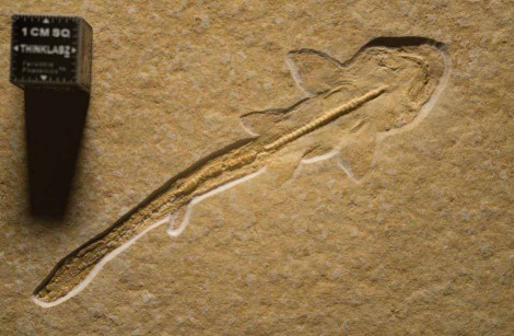 Images captured of a fossilized shark clearly demonstrate the effectiveness of the indirect lighting technique versus that of direct lighting