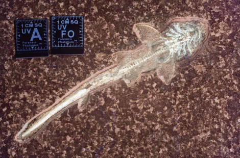 Unlike the images captured in the visible spectrum, when the specimen was illuminated with UVA light, the image captured by the SLR camera fitted with a UV filter clearly shows the gill arches and other specimen detail