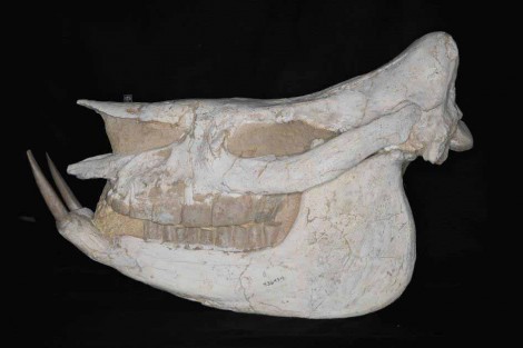 Images of an Asian rhino captured in visible light provide no indication of what might be the original specimen and what parts may have been modified in the past