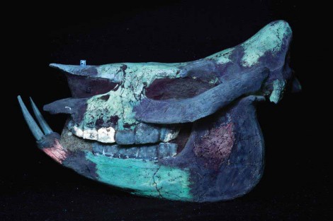By illuminating the specimen with UVC light and applying a Midwest Optical Systems LA120 filter, however, the different minerals in the rhino skull become immediately obvious providing researchers with an indication that the skull was reconstructed and contains major portions (all dark areas) of artistic plaster fill and sculpture