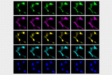 A New Way to See the Activity Inside a Living Cell