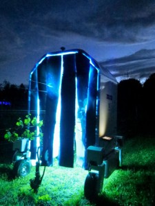 The UV light robot named Thorvald, applies treatment on grape vines in a Cornell AgriTech research field at night Image by David Gadoury The UV light robot named Thorvald, applies treatment on grape vines in a Cornell AgriTech research field at night Image by David Gadoury
