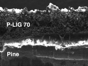 A cross section of laser-induced graphene on pine produced at Rice University The graphene layer written into the wood with a laser at 70 percent power is about 800 micrometers deep Click on the image for a larger version Courtesy of the Tour Group A cross section of laser-induced graphene on pine produced at Rice University The graphene layer written into the wood with a laser at 70 percent power is about 800 micrometers deep Click on the image for a larger version Courtesy of the Tour Group