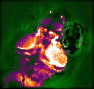 Head region and the majority of the brain of a zebrafish larvae, as recorded and reconstructed using the light-field microscope Credit Image courtesy of Research Institute of Molecular Pathology Head region and the majority of the brain of a zebrafish larvae, as recorded and reconstructed using the light-field microscope Credit Image courtesy of Research Institute of Molecular Pathology