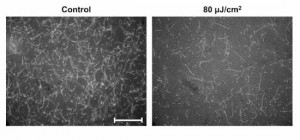 Fluorescence microscopy images The image on the right shows filaments in non-treated solution, and on the right shows filaments in solution treated with terahertz radiation