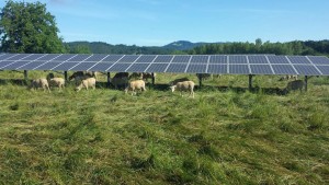 Sheep under solar panels Sheep under solar panels