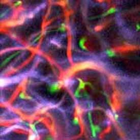 Brain vasculature in an anaesthetized mouse captured using Pysight Image Credit Pablo Blinder, Tel Aviv University Brain vasculature in an anaesthetized mouse captured using Pysight Image Credit Pablo Blinder, Tel Aviv University