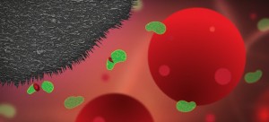 The nanoplatelets on the surface of the implants prevent bacterial infection but, crucially, without damaging healthy human cells, which are around 25 times larger Yen StrandqvistChalmers The nanoplatelets on the surface of the implants prevent bacterial infection but, crucially, without damaging healthy human cells, which are around 25 times larger Yen StrandqvistChalmers
