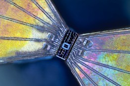 New chip-based devices contain all the optical components necessary for quantum key distribution The cost-effective platform is designed to facilitate citywide networks Credit Henry Semenenko, University of Bristol New chip-based devices contain all the optical components necessary for quantum key distribution The cost-effective platform is designed to facilitate citywide networks Credit Henry Semenenko, University of Bristol