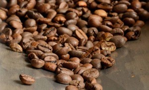 inspecting coffee beans