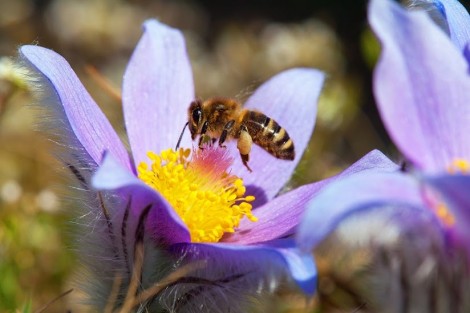 Bee