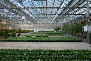White LED lamps are used to improve basil production in a greenhouse Photo AJ BothRutgers University-New Brunswick White LED lamps are used to improve basil production in a greenhouse Photo AJ BothRutgers University-New Brunswick