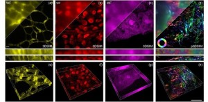 La tecnología central de código abierto integrada en el hardware del proyector permite microscopía de alta velocidad, iluminación estructurada 3D, imágenes SIM e imágenes 3DSIM de muestras de tejido vegetal y animal y paredes celulares en hojas de adelfa y zoófitos.