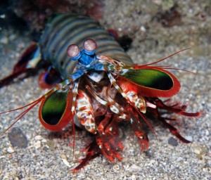 Mantis shrimp Mantis shrimp