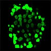 Light-Sheet Fluorescence Microscopy Images Deeper Into Tissue Light-Sheet Fluorescence Microscopy Images Deeper Into Tissue