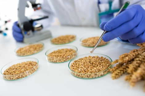 grain testing