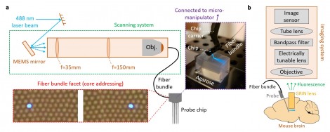 neural probes