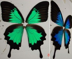Butterly Wings Changing Colours
