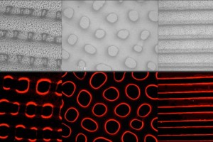 Cephalopod-Inspired Camouflage Material from MIT Cephalopod-Inspired Camouflage Material from MIT