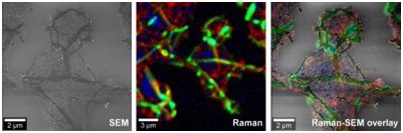 Rise Microscopy Correlative Raman Imaging And Scanning Electron Rise Microscopy Correlative Raman Imaging And Scanning Electron