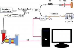 Schematic of the FD-OCT system employing polarization insensitive detection scheme is shown SMF Single mode fiber, Cr circulator, BS beam splitter, PC polarization controller, Co collimator, NDF neutral density filter, M mirror, MPU motor power unit, EC e
