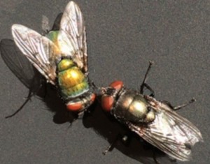 Organic Chemist Uses Blow Fly Eggs as Forensics Tool Organic Chemist Uses Blow Fly Eggs as Forensics Tool