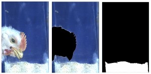 CAPTION Validation of the background subtraction algorithm 1 original frame 2 intermediate processing removing the bird instance 3 final binary mask of the feed ROI used for displacement tracking photo courtesy of Paulista University, click on image to do