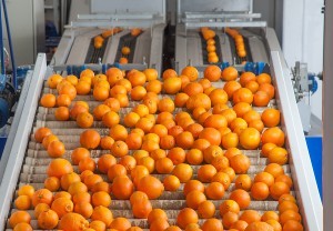 oranges