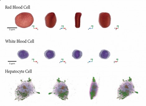 3D images of unlabelled live cells