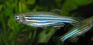 Zebrafish image Wikimedia Commons