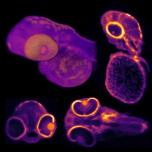 Zebrafish larva Credit Kevin Zhou Duke University