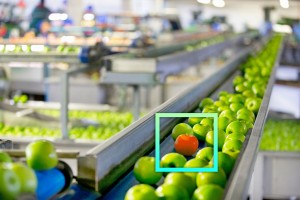 apples apples