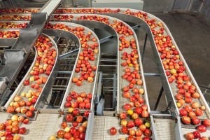 apples